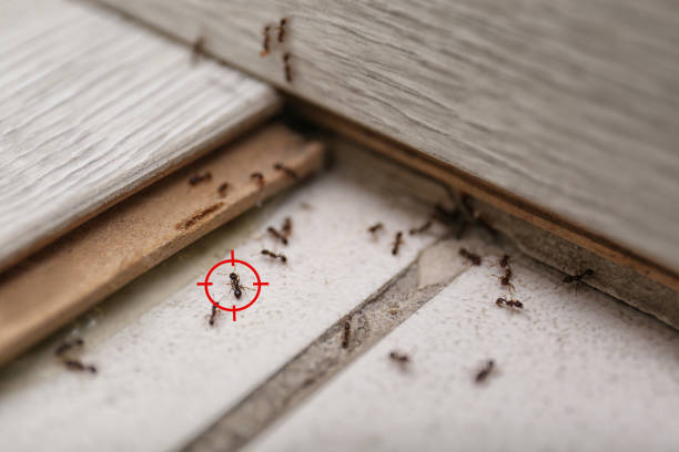Best Pest Removal Services  in Lake Village, AR