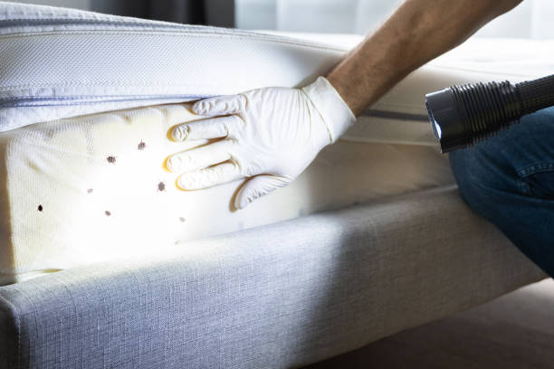 Best Pest Inspection Near Me  in Lake Village, AR