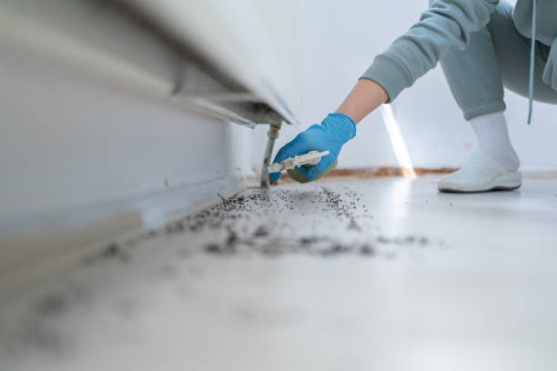 Best Cockroach Control Services  in Lake Village, AR